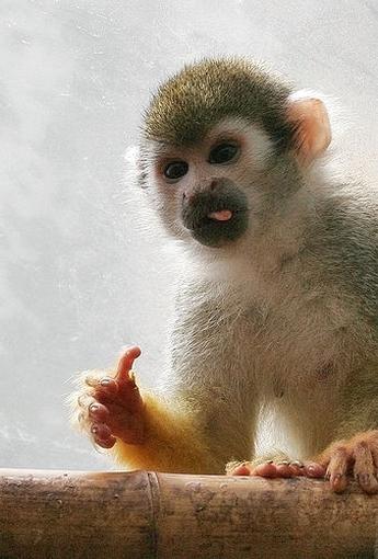 Funny monkey sticks out tongue and gives the thumbs  