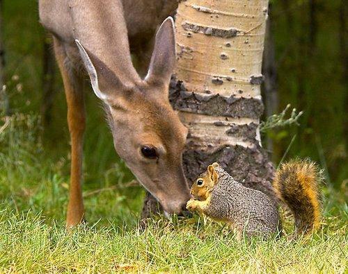 Image result for pictures of a squirrel and deer together