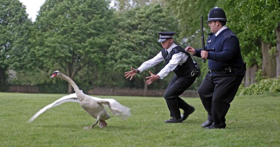 Castle Howard has a duck problem! : r/CasualUK