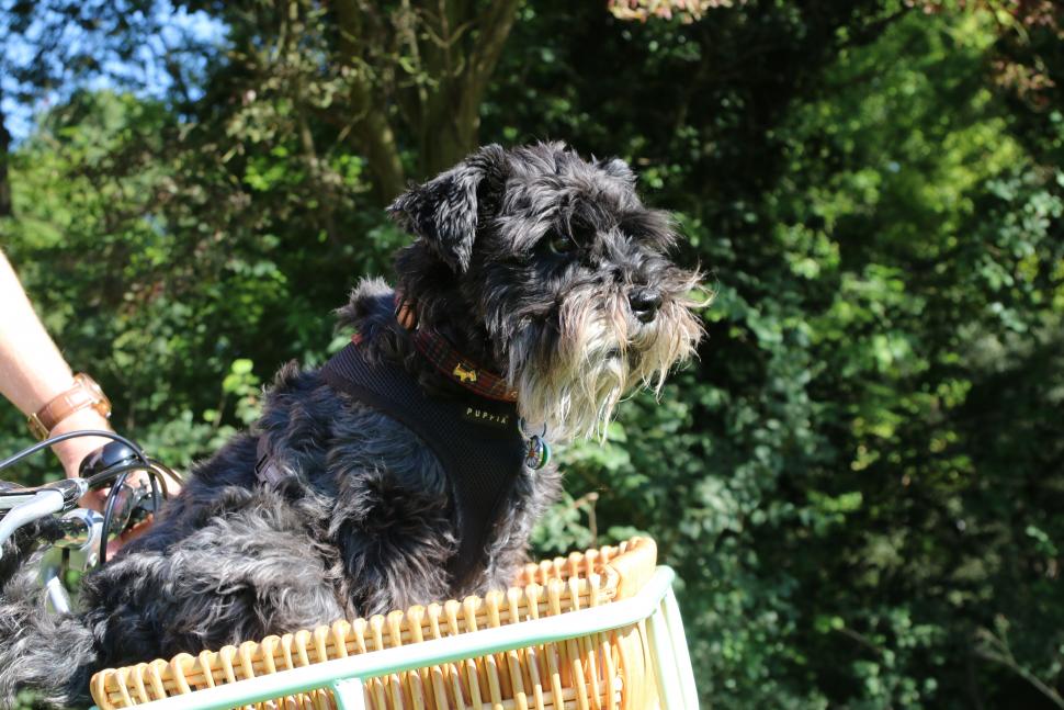 Schnauzer Tea Bag Holder - Clinging Dog Tea bag Holders - Shop