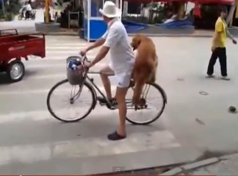 Barking bike security measure filmed in China as dog guards bicycle ...
