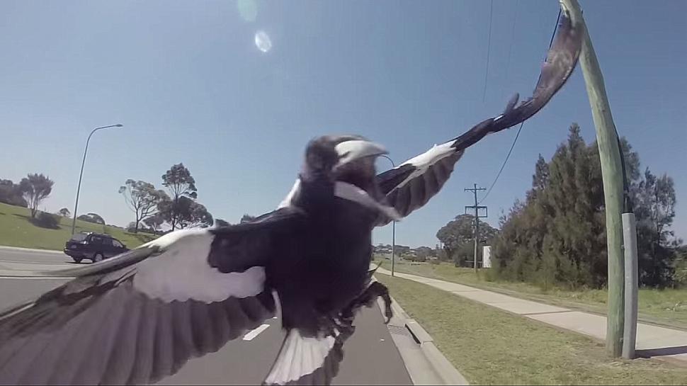 Has an Aussie cyclist finally the way to stop magpies attacking riders? |