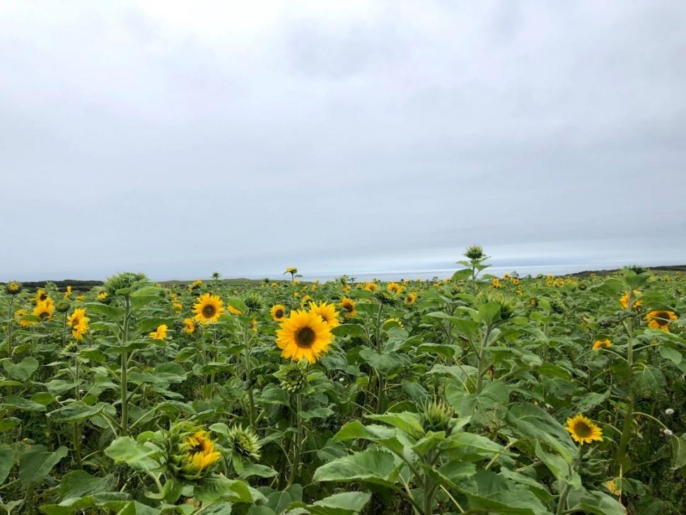 Coffee and ride with komoot Rhossili sunflowers