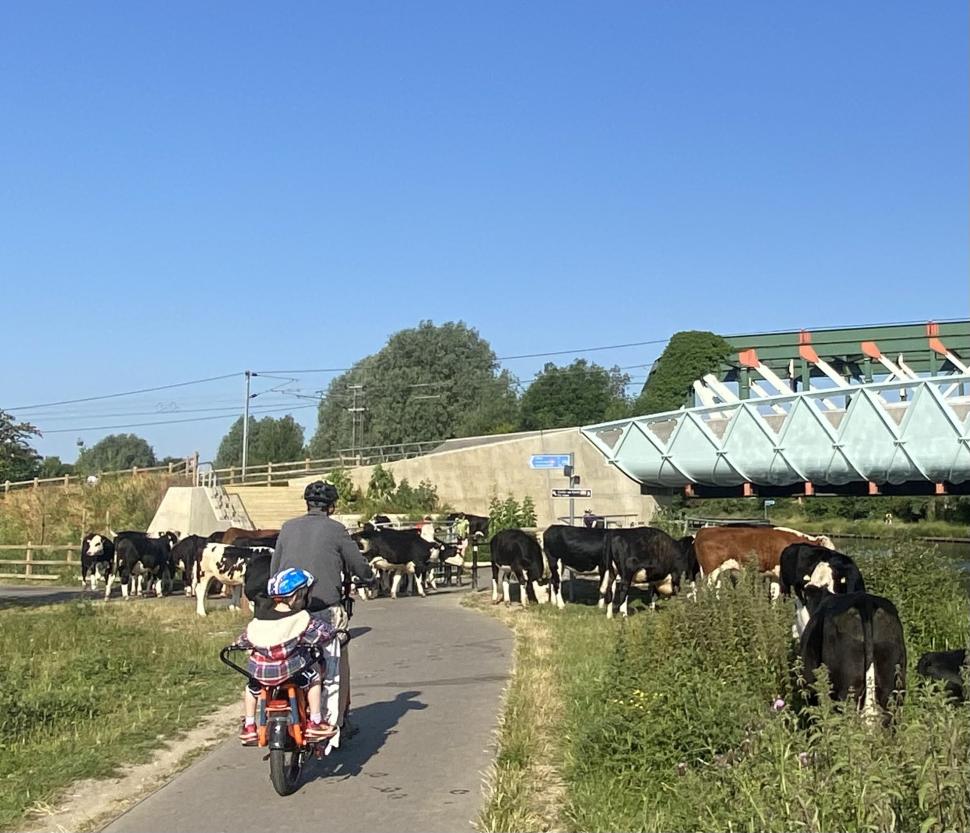 new-cycle-friendly-cattle-grids-fail-to-stop-cows-escaping-and-roaming