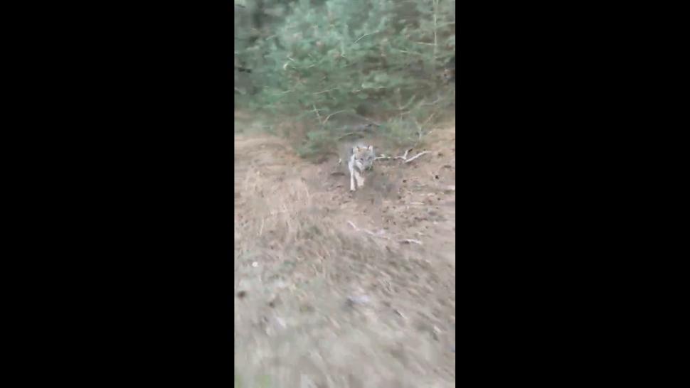 De Hoge Veluwe National Park wolf (screenshot Twitter video/ @JanCeesVogelaar)