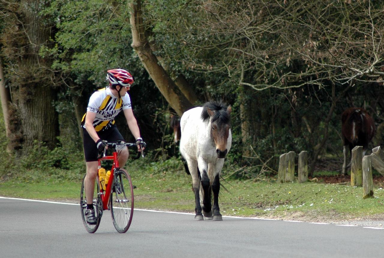 cycle race new forest