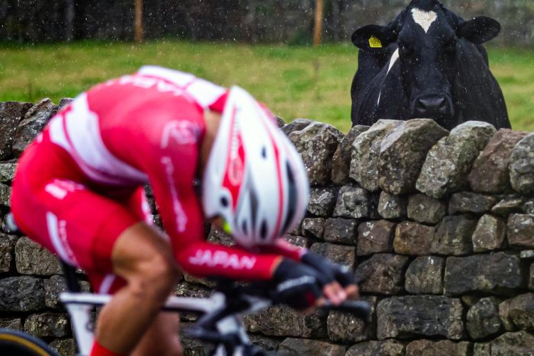 A cow watches on as Japanese rider races the U23 men’s time trial, 2019 world road championships, Harrogate (Alex Whitehead/SWpix.com)