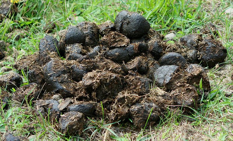 Horse dung.jpg