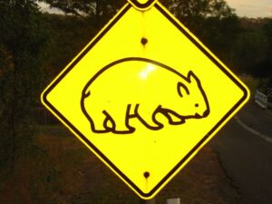 wombat.jpg