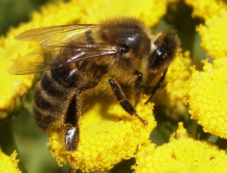 786px-HoneyBee.jpg