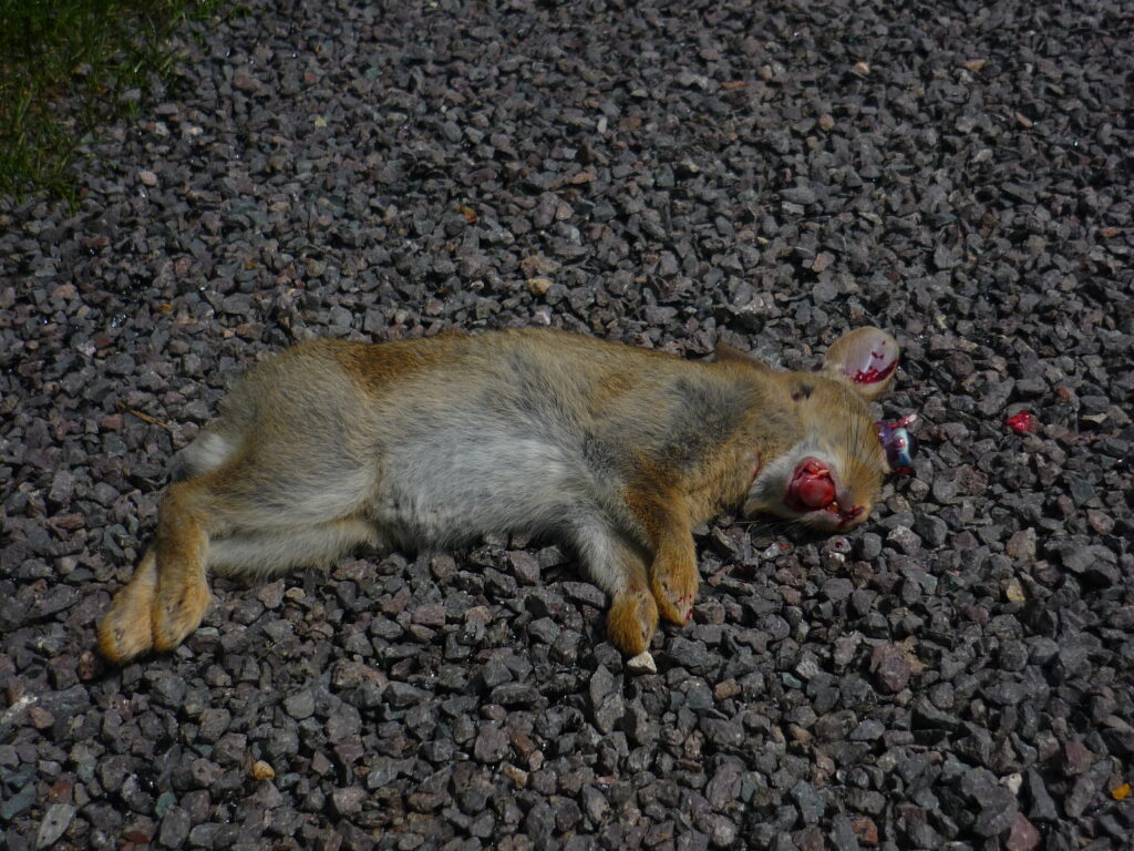 DeadBunny.