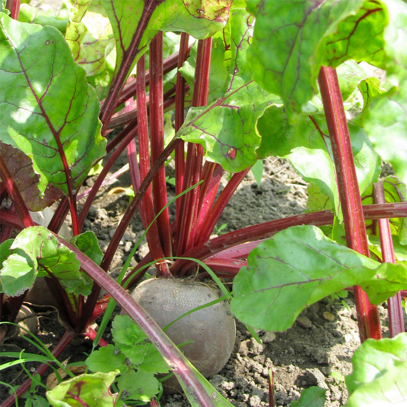 Beetroot