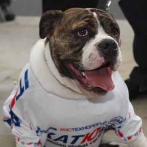 Katusha Dog 1
