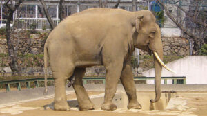 Indian Elephant (copyright 663Highland).jpg