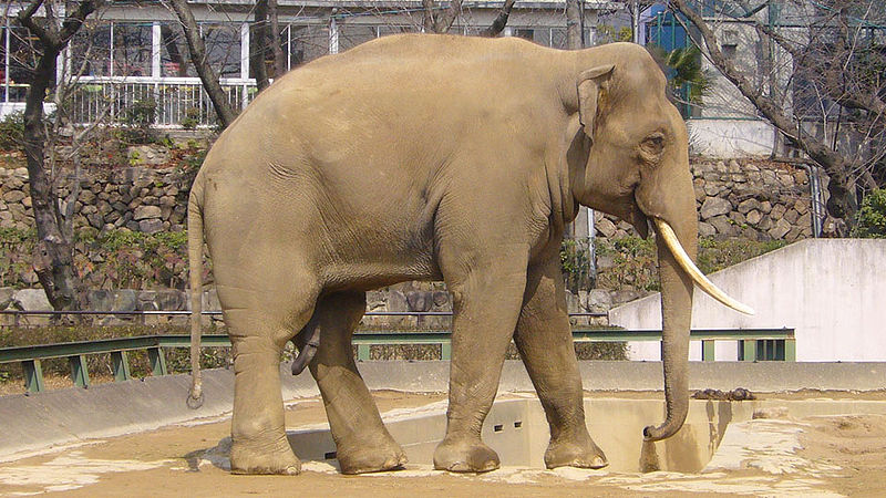 Indian Elephant (copyright 663Highland).jpg