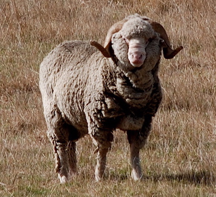 Merino_New_Zealand.jpg