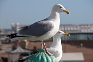 Seagulls – these ones are still alive as far as I know