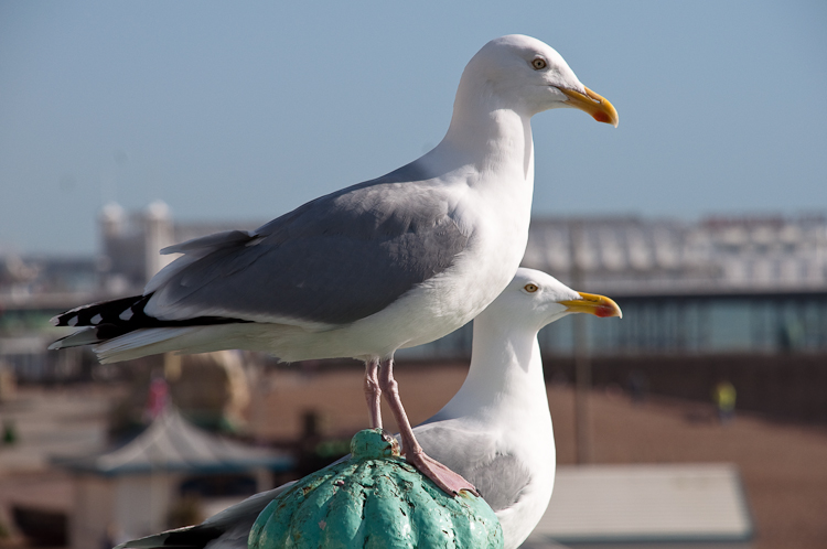 Seagulls – these ones are still alive as far as I know