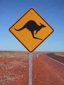 Kangaroo (copyright Jpp).jpg