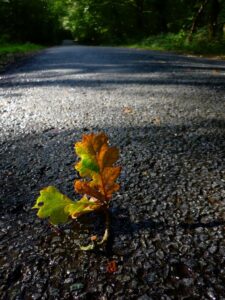 Leaf.jpg