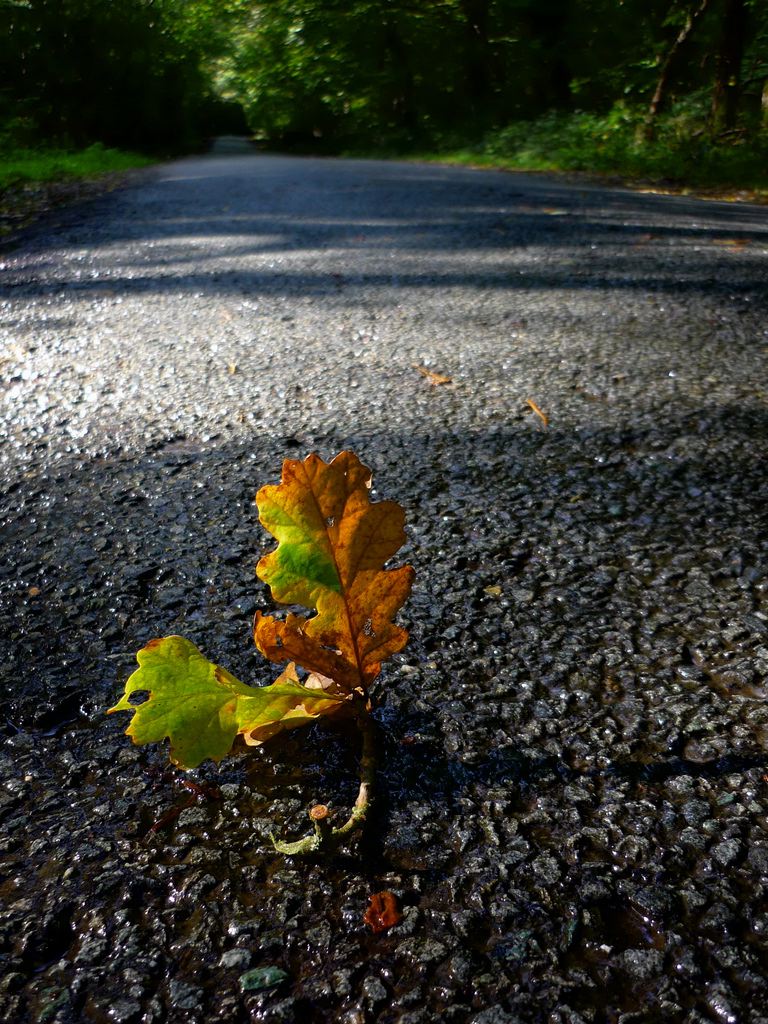 Leaf.jpg