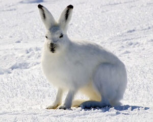 Camouflage – great for Arctic hares, not so clever for bollards.jpg