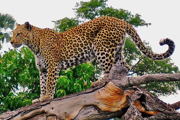 Leopard.jpg