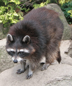 A totally innocent racoon.jpg