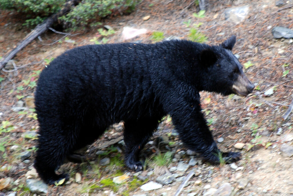 Black bear pic courtesy H Barrison.jpg