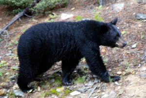 Black bear pic courtesy H Barrison.jpg