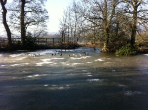 Ducks on frozen pond