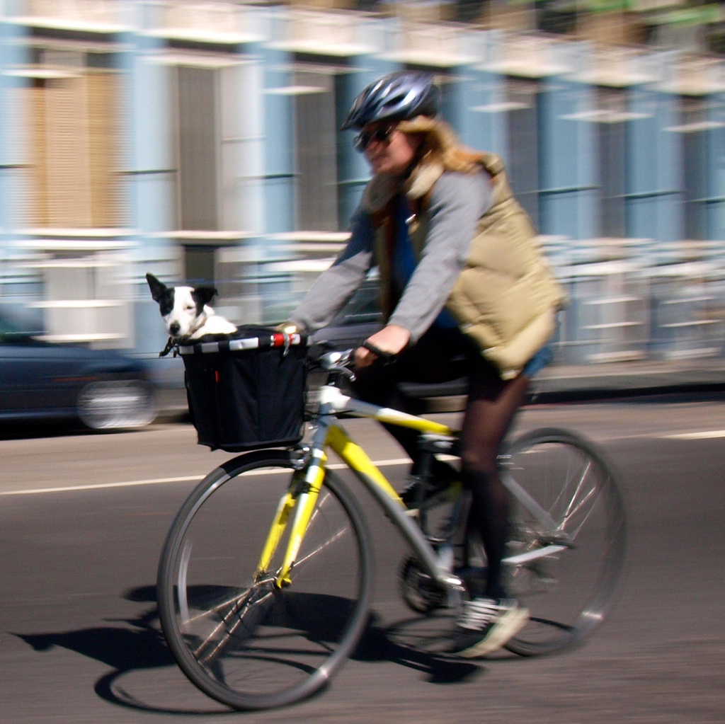 Dog in bike basket (copyright Simon MacMichael)