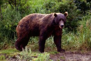 Brown Bear.jpg