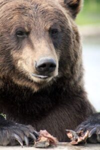 Grizzly Bear Alaska.jpg