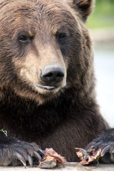 Grizzly Bear Alaska.jpg