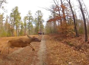 Monster Crosser vs deer