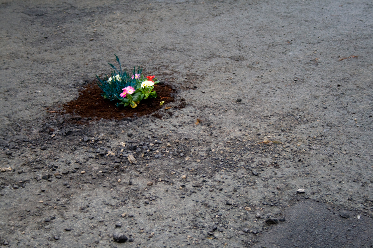 pothole_garden_04.jpg