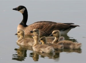 Canada geese