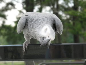 African Grey Parrot (copyright Keith Allison:Flickr)