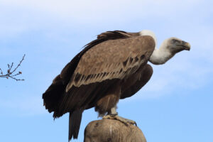 A vulture waits for a group of cyclists (CC licensed by Adrian Korte www.artikelwissen.info)