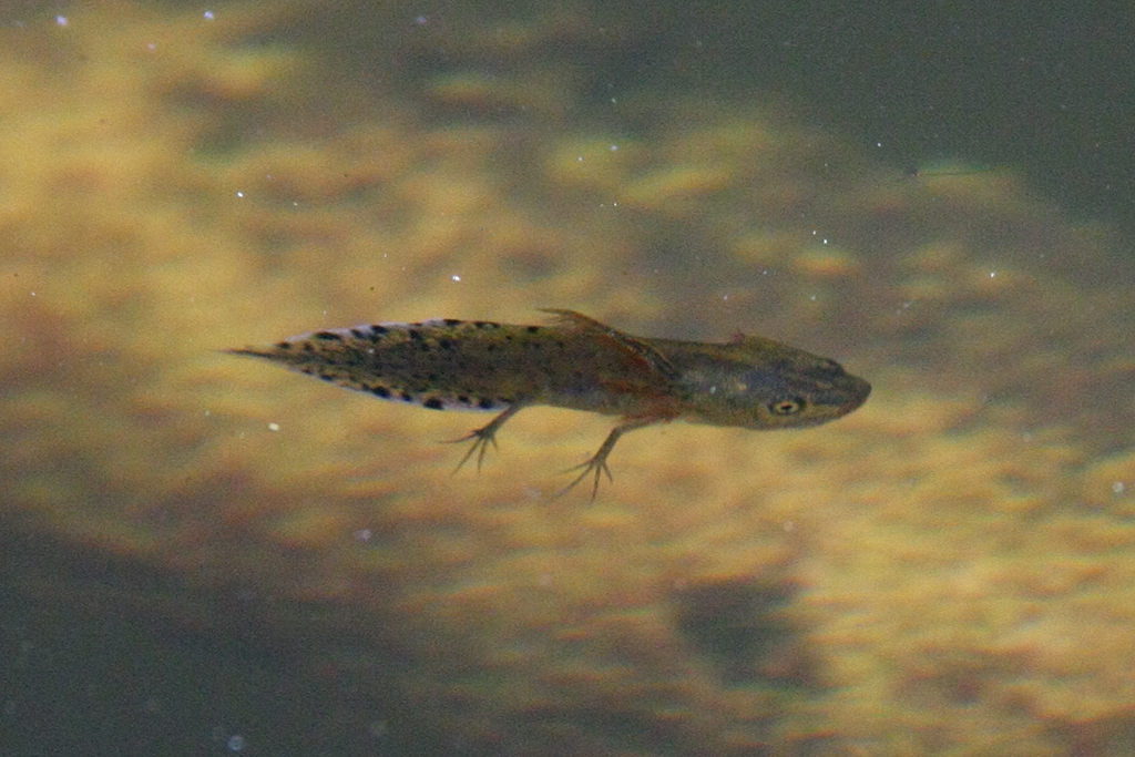 Newt