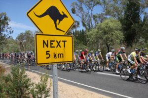 Peloton passes kangaroo sign (photo – Santos Tour Down Under:Regallo)
