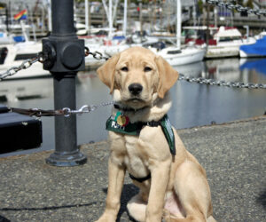 Guide dog in training (CC BY-ND 2.0 licenced by Jay-P:Flickr)