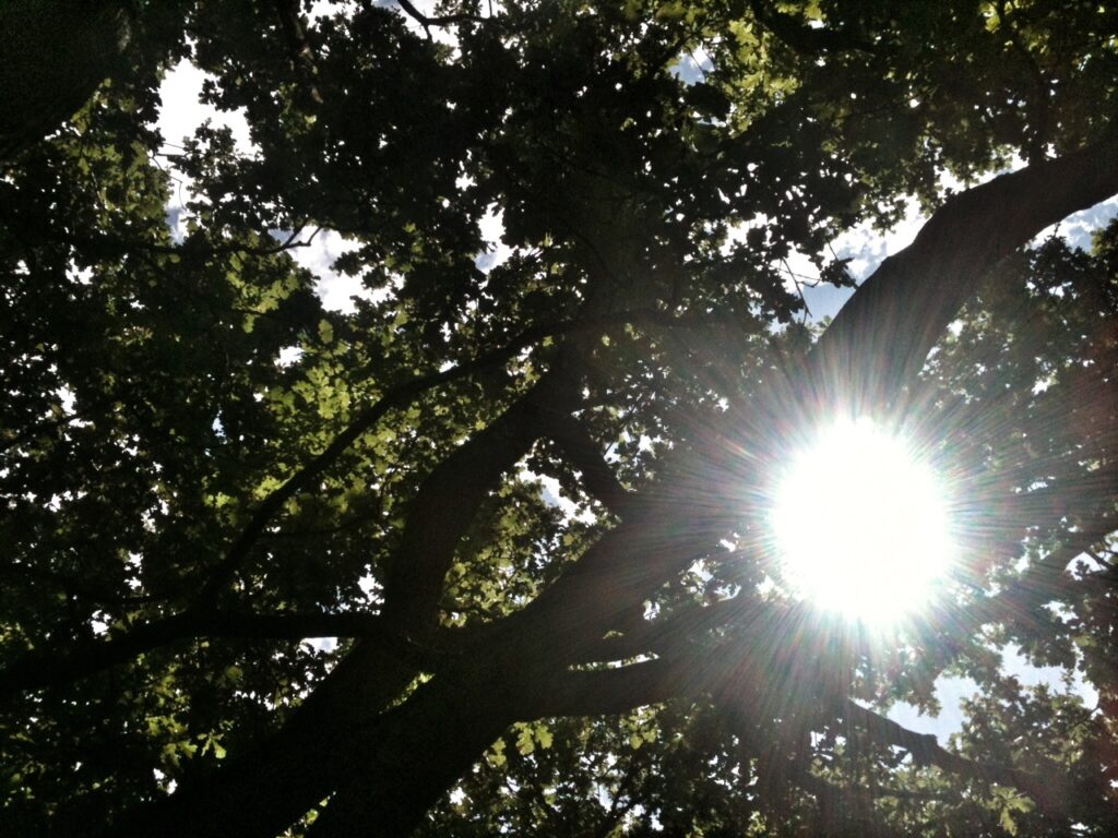 Tree_(copyright_Simon_MacMichael)