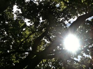 Tree_(copyright_Simon_MacMichael)