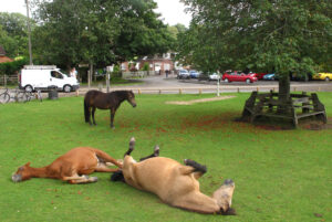 New Forest ponies react to NFNPA’s new proposals (CC BY-NC 2.0 licensed by duncan c:Flickr)