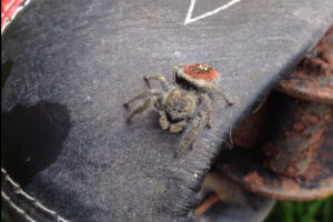 Spider on saddle