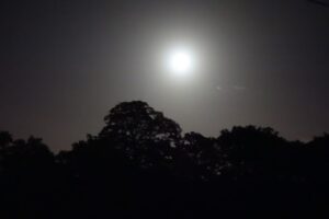 Richmond Park at night