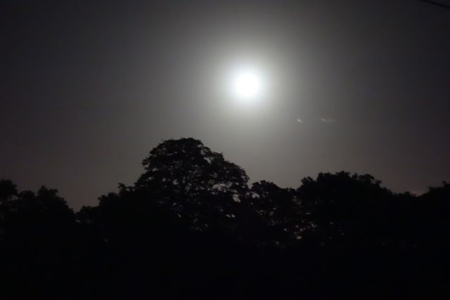 Richmond Park at night