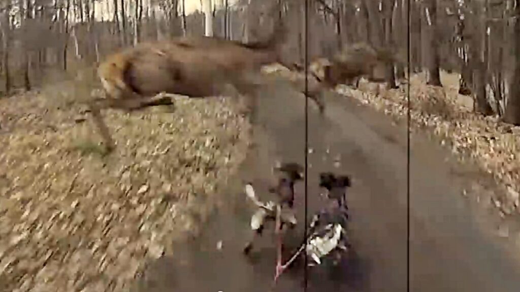 Still taken from bikejoring YouTube video